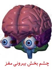 مغز و چشم